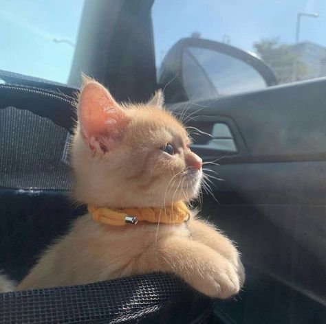 Cat Aesthetic Outside, Orange Cat Aesthetic, Aesthetic Outside, Tabby Cats, Cute Little Kittens, Silly Cats Pictures, Orange Tabby Cats, Orange Cats, Orange Tabby