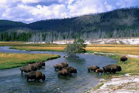 Yellowstone National Park Rivers | Bison cross the Firehole River in Yellowstone National Park, Wyoming ... Park River, Beautiful Parks, Yellowstone River, American Bison, Yellowstone National, Yellowstone National Park, California Travel, Animal Planet, Wildlife Art