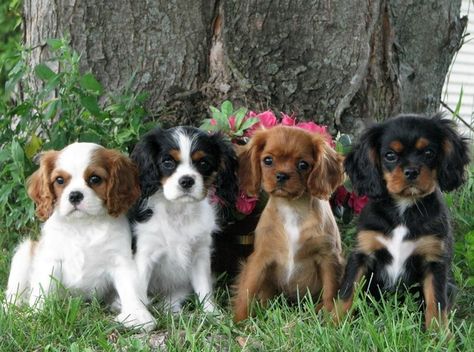 You gotta get to the park and socialize these cuties! | 22 Puppies Stoked About Daylight Saving Time Cavalier King Charles Spaniel Tricolor, King Charles Puppy, Cavalier King Charles Dog, Cavalier Puppy, King Charles Dog, King Charles Cavalier Spaniel Puppy, Puppy Images, Spaniel Puppies, Spaniel Dog