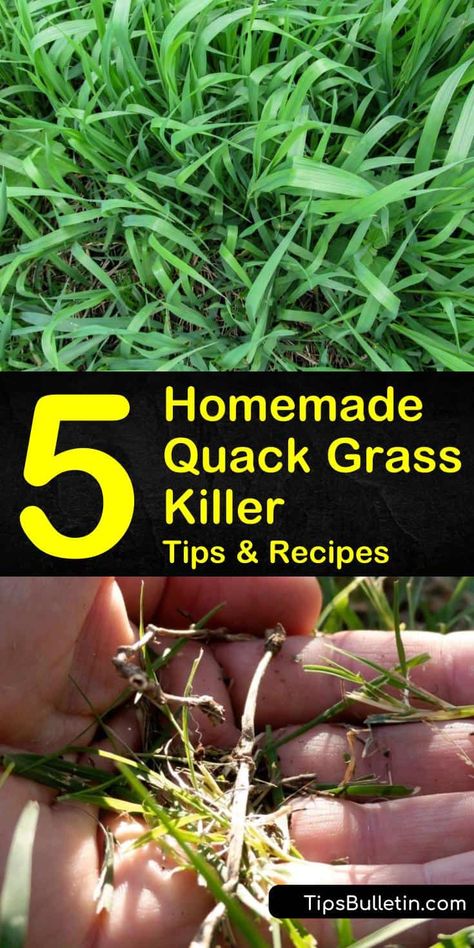 Grass Killer For Flower Beds, Grass Killer Diy, How To Kill Grass In Flower Beds, Natural Grass Killer, Grow Grass Fast, Lawn Care Diy, Best Grass Seed, Kill Weeds Naturally, Lawn Weeds