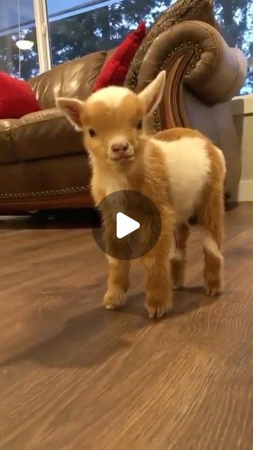 The Baby Animals on Instagram: "Just a cute fluffy little goat for your timeline! 🥹

Video credit: @loreal_k17 

#goatlife #cutegoats #cutegoat #cuteanimal #cutie #babyanimals #babygoats #babygoat #goatlove #goatsofinstagram" Baby Goats Video, Goats Video, Baby Goat, Cute Goats, Beginner Knitting Projects, Start Knitting, Sleepover Activities, Crochet Clothes For Women, Baby Goats