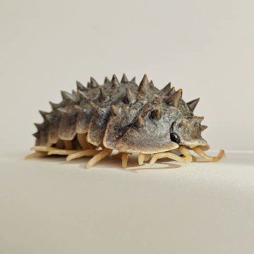 Carim Nahaboo no Twitter: "Spiny isopod custom I made using one of the smaller Dangomushi Woodlice from Bandai Japan 🙌🏼 I couldn't help myself https://t.co/ENw8IZ1Afo" / Twitter Rubber Duck Isopod, Isopod Pfp, Isopod Species, Cute Isopod, Isopod Art, Giant Isopod, Woodlice, Pill Bug, Not Aesthetic