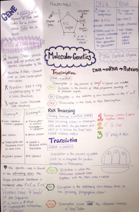 Notes - Molecular Biology part 1 Translation Biology, Genetics Notes, Biology Degree, Biology College, General Biology, Molecular Genetics, Biology Classroom, Biology Facts, Nursing School Survival