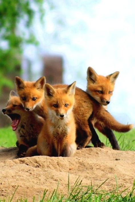 Hold a baby red fox. Baby Foxes, Fuchs Baby, Fox Pups, Red Foxes, Wild Dogs, Baby Fox, Cute Fox, Red Fox, Cute Creatures