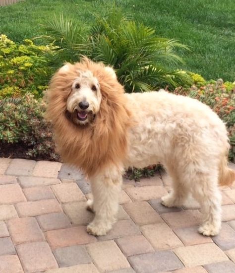 Amazing Pet Halloween Costumes You Have To See - Gracie Dix Doodle Haircuts, Goldendoodle Haircuts, Doodle Puppies, Golden Doodles, Cowardly Lion, Crazy Dog Lady, Pet Halloween Costumes, Mini Goldendoodle, Tin Man