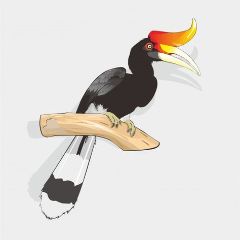 Hornbill Bird, Borneo Tattoo, Illustration Bird, Bird Vector, Cherub Tattoo, Targaryen Art, Indonesian Art, Fashion Design Collection, Poster Drawing