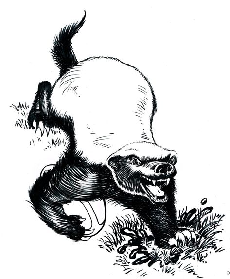 Honey Badger Tattoo, Badger Tattoo, Wolverine Animal, Badger Illustration, Aa Tattoos, Jungle Mural, Monkey Tattoos, Inspiration Tattoos, Honey Badger