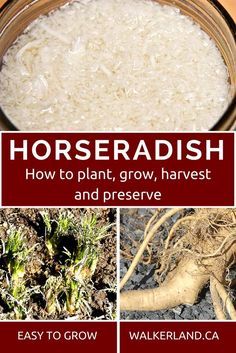 Growing Horseradish, Horse Radish, Income Sources, Organic Pesticide, Organic Vegetable Garden, Garden Veggies, Home Vegetable Garden, Garden Guide, Organic Gardening Tips