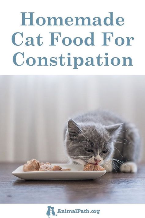 Find out some of the homemade cat food recipes you can follow to manage the symptoms of constipation in cats. Cat Treats Recipes, Homemade Cat Treats, Homemade Cat Treats Recipes, Cat Food Recipes, Diy Cat Food, Healthy Cat Food, Raw Cat Food Recipes, Homemade Cat Food, Best Cat Food