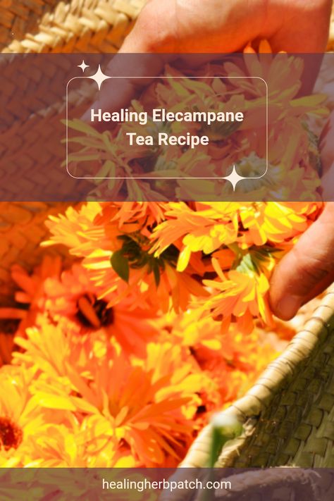 Looking for a soothing home remedy? Get cozy with this easy Elecampane tea recipe! Packed with natural flavors and health benefits, making your own Elecampane tea is simple and fun. You'll love the calming touch of nature with every quick sip. Our blend features teas and herbs to lighten up your day, perfect for cozy afternoons or when you're feeling under the weather. Dive into a world of wellness brewed right in your kitchen, and don’t hesitate to add some calendula petals for a pop of color and flavor! Herbalist Remedies, Medicinal Tea Blends, Healing Tea Recipes, Teas Recipes, Green Tea Recipes, Medicinal Tea, Healing Tea, Herbal Teas Recipes, Feeling Under The Weather