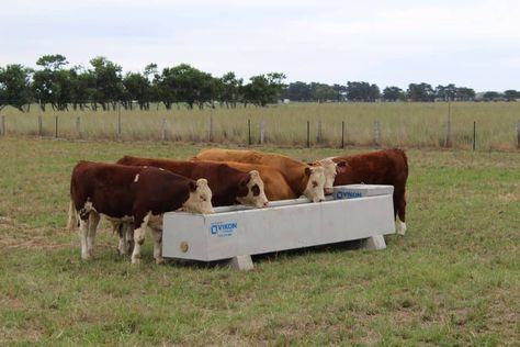 Cattle Water Trough, Smooth Concrete, Water Trough, Concrete Products, Concrete Finish, Precast Concrete, Steel Mesh, Boy Room, Drinking Water