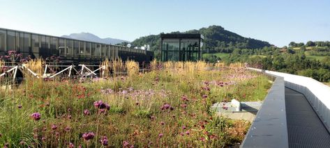 Semi–Intensive Green Roofs | ZinCo Green Roof Systems UK Intensive Green Roof, Lavender Types, Extensive Green Roof, Root Barrier, Blooming Perennials, Green Roof Building, Green Roof System, Retaining Water, Green Roofs