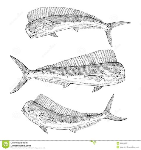 Hand drawn Dolphinfish. Hand drawn illustration of a Dolphinfish (Mahi Mahi #Sponsored , #SPONSORED, #ADVERTISEMENT, #drawn, #illustration, #Dolphinfish, #Hand Mahi Mahi Illustration, Mahi Mahi Drawing, Mahi Mahi Tattoo, Motion Graphics Logo, Graphics Logo, Sketch Ideas, Hand Drawn Illustration, Mahi Mahi, Drawn Illustration