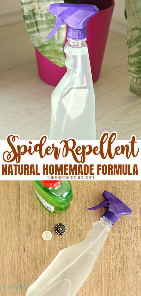 Natural Spider Repellent For Home, Spider Repellent Diy, Natural Bug Repellent For Home, Spiders Repellent Diy, Natural Spider Repellant, Spider Spray, Repellent Diy, Spiders Repellent, Get Rid Of Spiders