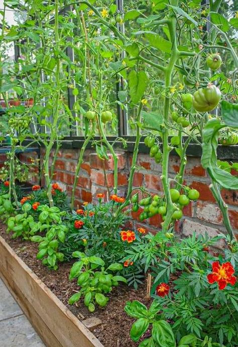 Tomato Companion Plants, Companion Gardening, Garden Wallpaper, Veg Garden, Tomato Garden, Home Vegetable Garden, Vegetable Garden Design, Plants And Flowers, Easy Garden