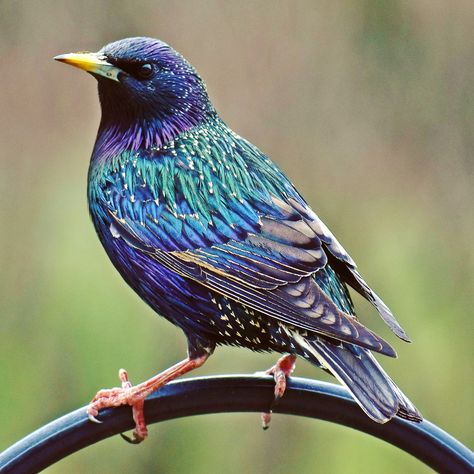 Starling Painting, Starling Birds, European Starling, Most Beautiful Birds, Nature Birds, Bird Pictures, Wildlife Animals, Pretty Birds, Starling