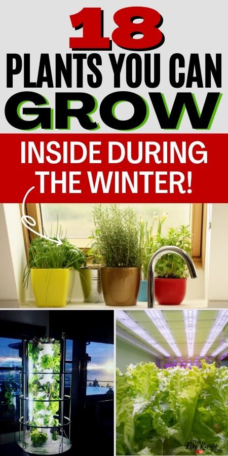 Grow Food Inside, Winter Garden Ideas, Green Onions Growing, Growing Vegetables Indoors, Growing Food Indoors, Survival Garden, Indoor Vegetables, Growing Lettuce, Inside Garden