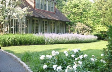 Popular Living Room Colors, Lavender Hedge, Russian Sage, Lavender Garden, Traditional Landscape, Front Garden, Dream Garden, Landscaping Ideas, Yard Landscaping