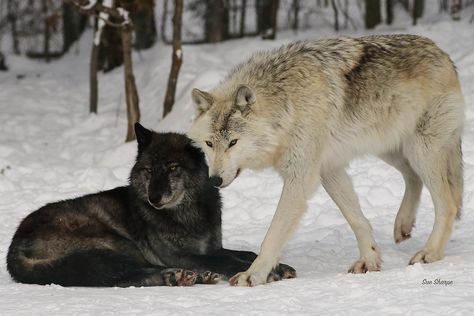 Wolves Laying Down, Two Wolves Aesthetic, Wolves Playing, Humans Photography, 2 Wolves, Wolf Mates, Grey Wolves, Wolf Poses, Wolf Husky