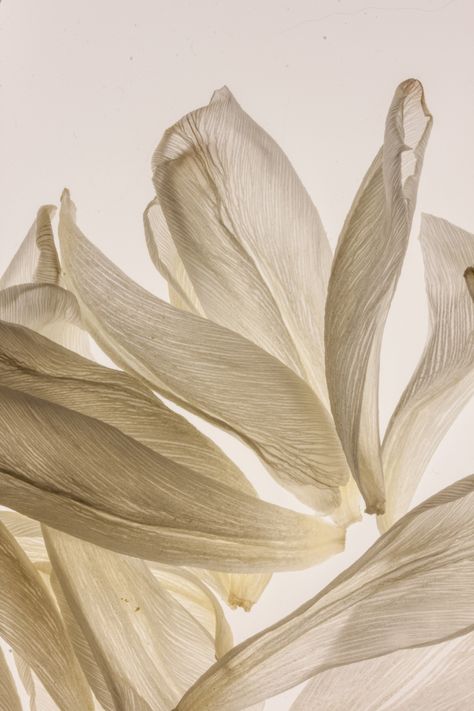 hague51: Light as feathers… …white tulip petals White Flower, White Flowers, Vase, Flowers, White