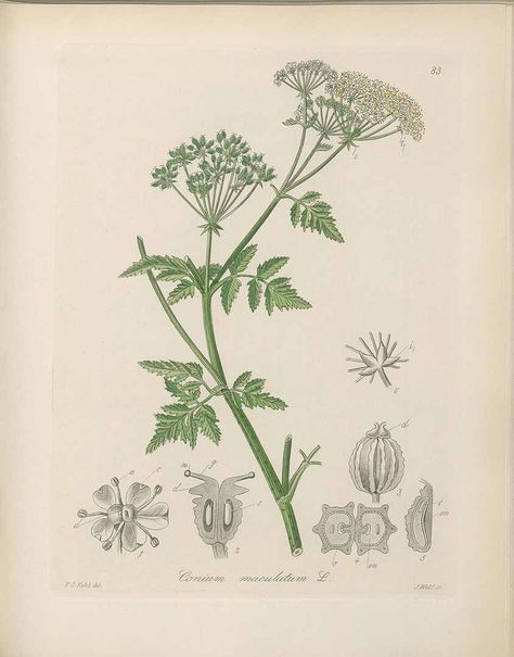 poison hemlock Hemlock Flower Tattoo, Poison Hemlock Drawing, Poison Hemlock Tattoo, Conium Maculatum, Poison Hemlock, Dangerous Plants, Pomegranate Tattoo, Horse Flower, Madeline Island