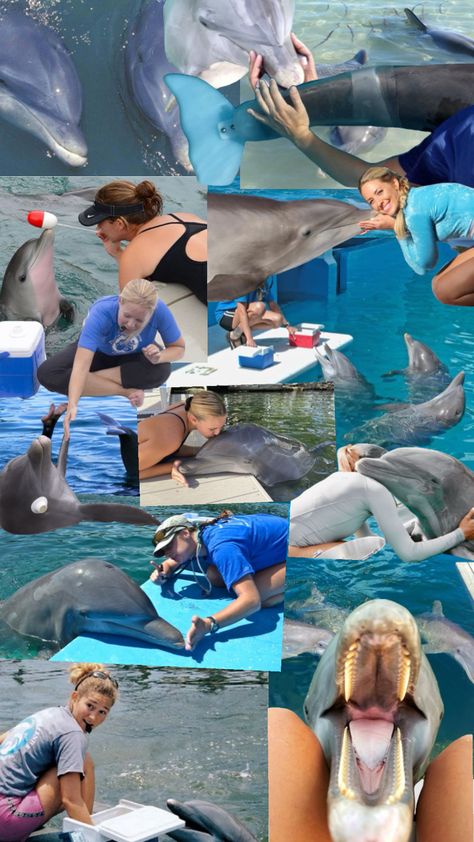 #mmt #marinemammals #marinemammaltrainer #dolphin #dolphins #marinebiology #marinebio Marine Mammal Trainer, Dolphin Trainer, Marine Mammals, Marine Biology, Sea World, Clothes Ideas, Dolphins, Mammals, Vision Board