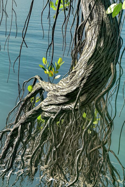 Mangrove Tree, Environment References, Florida Fish, Mangrove Forest, Beautiful Landscape Wallpaper, Wildlife Conservation, Animal Friends, Red Sea, Underwater World