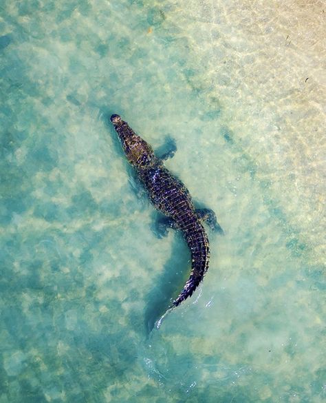 Crocodile Aesthetic, White Crocodile Wallpaper, Crocodile Aesthetic Wallpaper, Cute Crocodile Wallpaper, Green Crocodile Wallpaper, Crocodile Underwater Photography, Angel Outfit, Adopt Idea, Apex Predator