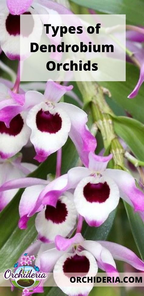 What are the different types of Dendrobium orchids that exist? The Dendrobium genus is classified into 5 distinct groups: Dendrobium phalaenopsis, Dendrobium spatulata, Dendrobium latouria, Dendrobium formosae, and simply Dendrobium. Each has their own growing requirements, culture, care, and specific patterns of growth. Read more at https://orchideria.com/types-of-dendrobiums/ Different Types Of Orchids, Dendrobian Orchids, Orchid Types, Dendrobium Orchids Care, Orchid Growing, Dendrobium Nobile, Orchid Plant Care, Orchid Varieties, Orchid Roots