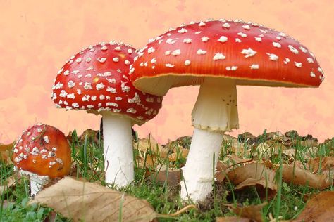 Amanita muscaria Mushroom: A Trippy Guide | DoubleBlind Mag Amanita Phalloides, Origin Of Christmas, Fly Agaric Mushroom, Poisonous Mushrooms, Cnidaria, Mushroom Pictures, Edible Mushrooms, Mushroom Fungi, Wild Mushrooms