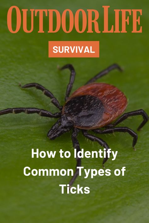 Everyone who goes outside should know these common types of ticks and how to identify them. Here's what to look for. Wild Caught Fish Recipes, Types Of Ticks, Upland Bird Hunting, Wild Caught Fish, Animal Attack, American Dog, Big Game Hunting, Waterfowl Hunting, Wild Game Recipes