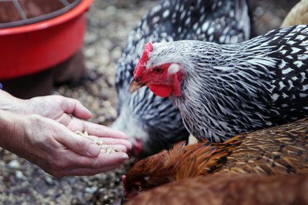 Backyard Chickens Carry a Hidden Risk: Salmonella Backyard Poultry, Hen Chicken, Chickens And Roosters, Chicken Breeds, Farms Living, Down On The Farm, Chicken Farm, Raising Chickens, Country Farm