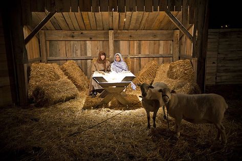 Live Nativity Scene Ideas, Life Size Nativity, Live Nativity Scene, Childrens Ministry Christmas, Manger Scenes Nativity, Living Nativity, Christmas Nativity Images, Christmas Nativity Scene Display, Live Nativity