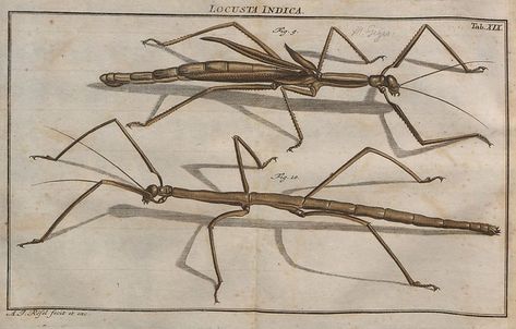 Walking Stick Bug, Walking Stick Insect, Halloween Trophies, Bugs Drawing, Scientific Drawing, Stick Bug, Stick Insect, Bug Tattoo, Insect Tattoo