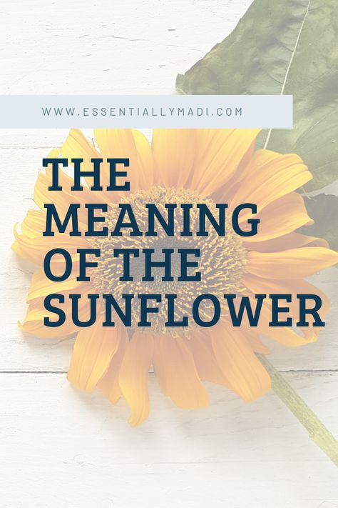 Sunflower Meaning In Love, Sunflower Poem Quotes, Sunflower Devotional, Sunflower Sayings Quote, Sunflower Meaning Spiritual, Sunflowers Meaning, Sunflower Quotes Inspirational, Sunflower Story, Sunflower Sayings