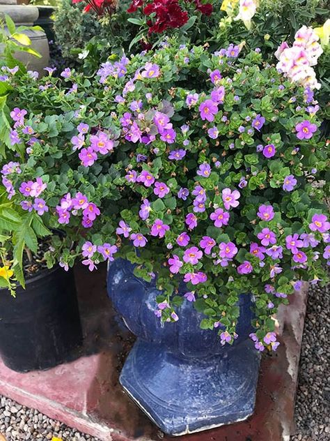 Bacopa Plants - Colorful filler plants - Guzman's Greenhouse Bacopa Plant Container Gardening, Hyssop Plant, Bacopa Plant, Filler Plants, Pot Gardening, Organic Insecticide, Violet Garden, Dark Purple Flowers, Container Planting