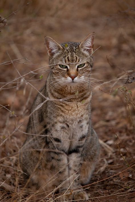 i am so dashing | Nida Bockert | Chad Bockert | Flickr African Wild Cat, Wild Cats, Animals