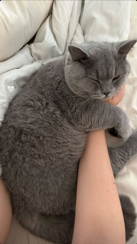 British Blue Cat, Dream's Cat, Shorthair Cat, British Shorthair Cats, Old Cats, British Shorthair, Cat Aesthetic, Cat Scratching, Blue Cats