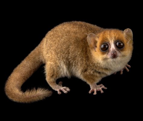 Mouse Lemur, Time Alone, Endangered Animals, Silly Animals, Some Funny Jokes, Primates, Cute Animal Drawings, Madagascar