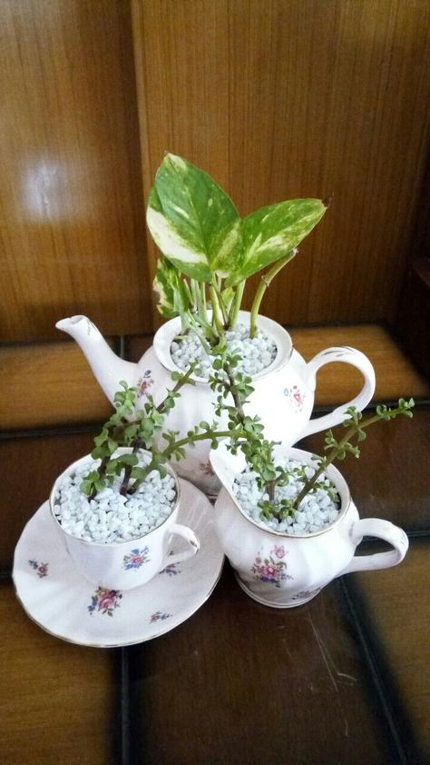 #Recycle #Teacup #Teapot #Planter #IndoorPlants Used this vintage tea set for some pretty little indoor plants. Since there are no drainage holes in these pots, there's no need of frequent watering. Use them as a centerpiece or to add charm to your window sills. Old Tea Pots Ideas Plants, Tea Pot Planter, Teacup Plants, Teapot Planter, Tea Cup Planter, Old Tea Pots, Potted Garden, Pot Diy, Vintage Tea Set