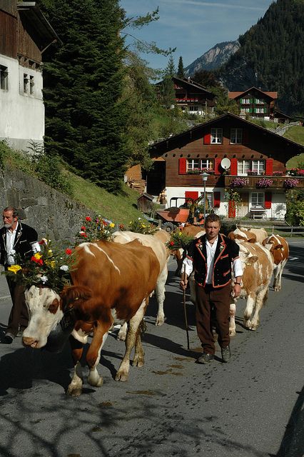 Swiss Traditions, Switzerland Culture, Swiss Culture, Swiss Cows, Lauterbrunnen Switzerland, Interlaken Switzerland, Rock Faces, Cow Parade, Wim Hof