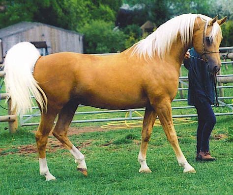 Palomino Arabian--- Can someone buy me this horse and the place to keep it! OMG! I would be riding 24/7!!!! Unusual Horse, Arabian Stallions, Palomino Horse, Most Beautiful Horses, Most Beautiful Animals, Majestic Horse, Horse World, All The Pretty Horses, Horse Crazy