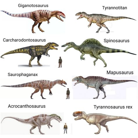 Dinosaurs Theropods 12 Dinosaur Types, Types Of Dinosaurs, Prehistoric Animals Dinosaurs, Dinosaur Facts, Walking With Dinosaurs, Prehistoric Wildlife, Dinosaur Posters, Fun Facts About Animals, Prehistoric Dinosaurs