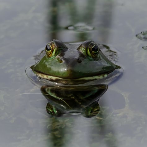 Frog in the pond at Britannia Conservation Area in Ottawa, Ontario Canada #frog #bullfrog #amphibian #animal #nature #water #aquadic #photo #photogragher Frog Images Pictures, Bayou Aesthetic, Frog In Water, Frog And Toad Aesthetic, Frog In Pond, Toad Aesthetic, Sheep Tattoo, Frog Pictures, Ice Bath