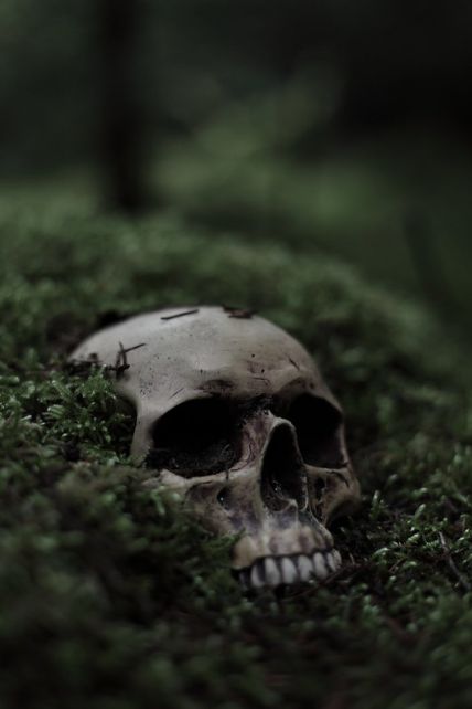 Human Skull Photography, Photography Coursework, Human Bones, Human Skeleton, Last Ride, Visual Poetry, Human Skull, The Skull, Dark Forest