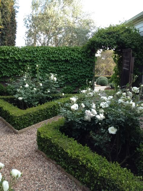 Formal Hedge Garden, Small Formal Garden Ideas, Hedges In Front Of House, Boxwood And Roses, Formal Landscape Design, Roses And Boxwood, Boxwood Border, Box Hedge, Hedge Garden