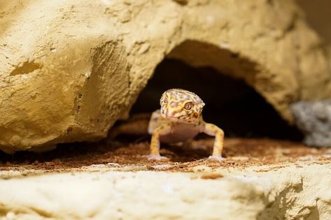 Leopard Gecko Substrate, Leopard Gecko Habitat, Leopard Gecko Tank, Gecko Habitat, Leopard Geckos, Group Of Dogs, Leopard Gecko, Slate Tile, Best Flooring