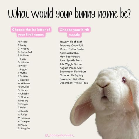 Cute Names For Rabbits, Names For Bunnies, Bunny Names Ideas, Pet Bunny House, Bunny Care Tips, Rabbit Hutch Plans, Cute Pet Names, Funny Bunny Videos, The House Bunny