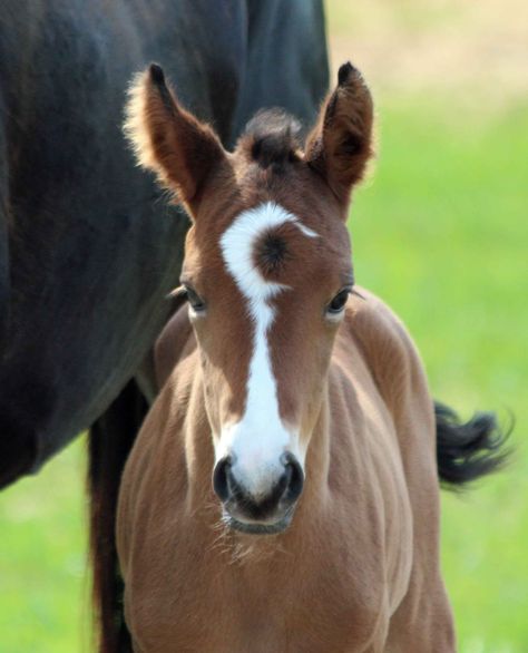 Cute Foal Pictures, Unique Horse Markings, Cute Foals, Beautiful Horses Rare, Photos Of Horses, Horse Unique, Unique Horses, Foal Horse, Horse Foal