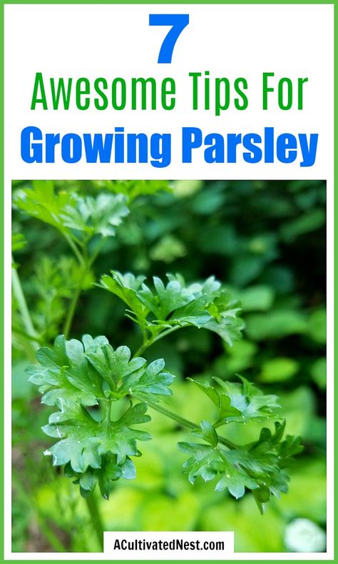 Parsley Growing, How To Grow Parsley, Grow Parsley, Medicinal Flowers, Pepper Companion Plants, Growing Parsley, Parsley Plant, Herb Growing, Gemüseanbau In Kübeln